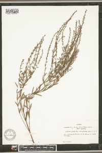 Lythrum alatum var. lanceolatum image