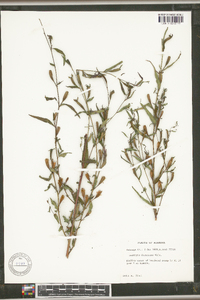 Ludwigia decurrens image