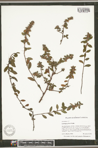 Ludwigia pilosa image