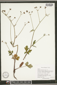 Sanicula crassicaulis image