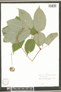 Aralia nudicaulis image