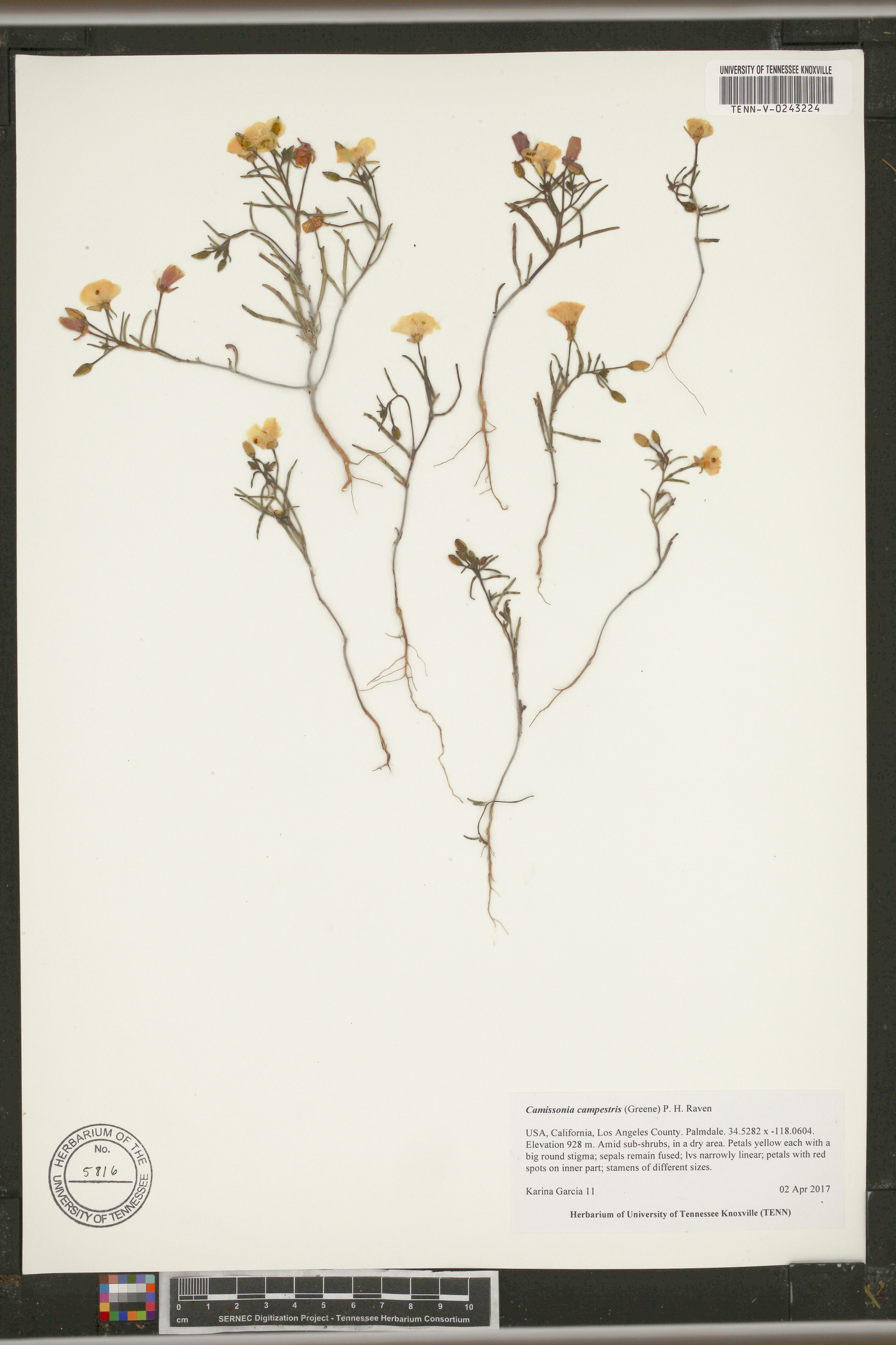 Camissonia campestris image