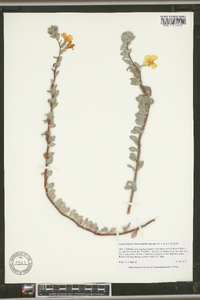 Camissoniopsis cheiranthifolia image