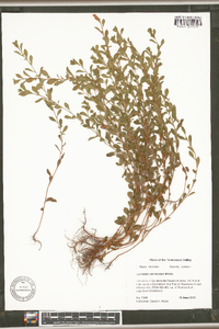 Ludwigia microcarpa image