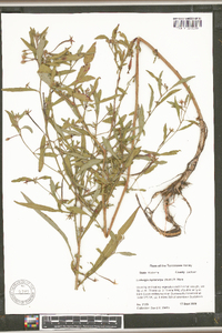 Ludwigia leptocarpa image