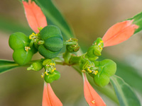 Euphorbia cyathophora image