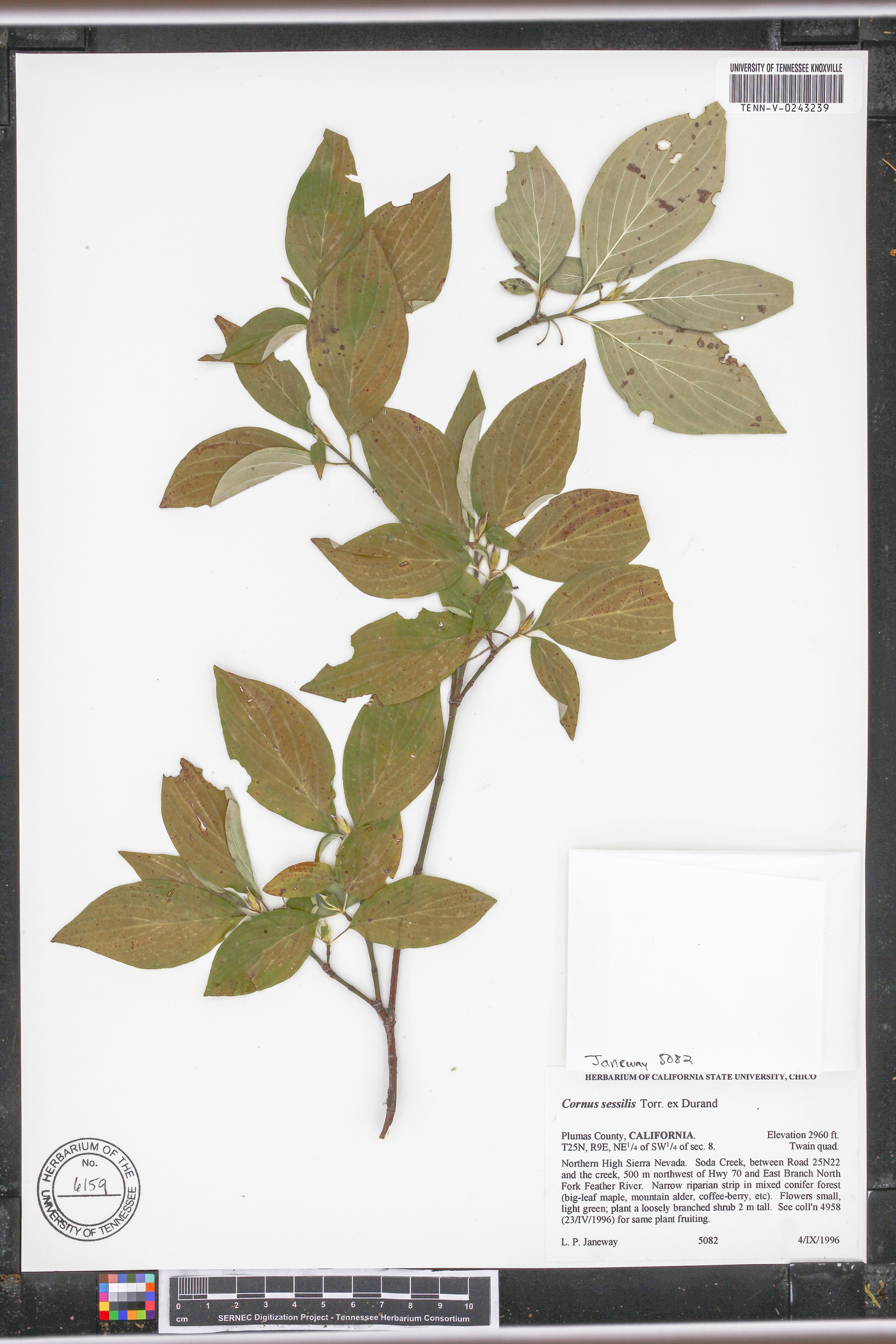 Cornus sessilis image