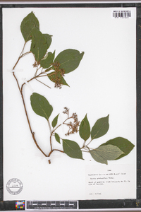 Cornus sericea subsp. sericea image