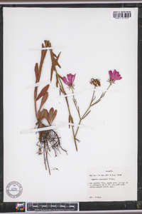 Sabatia bartramii image