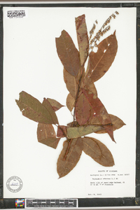 Oxydendrum arboreum image