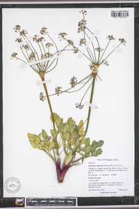 Lomatium nudicaule image