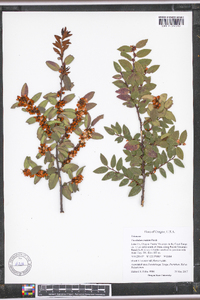 Vaccinium ovatum image