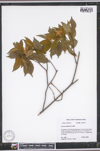 Cornus foemina image