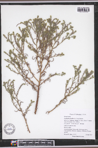 Cryptantha fendleri image