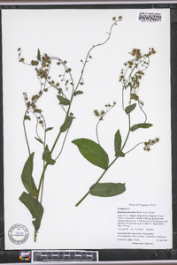 Hackelia micrantha image