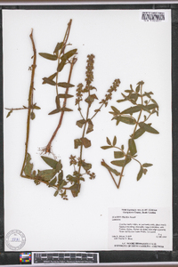 Stachys pilosa image