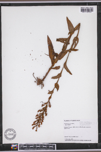 Habenaria monorrhiza image