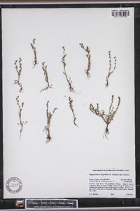 Plagiobothrys scouleri image