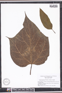 Catalpa speciosa image