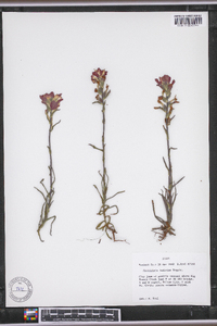 Castilleja indivisa image