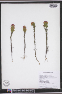Orthocarpus tenuifolius image