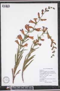 Penstemon heterophyllus subsp. purdyi image
