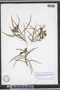 Chilopsis linearis image