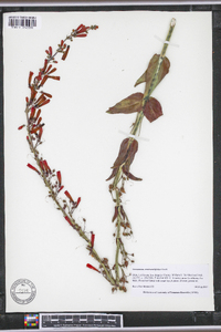 Penstemon centranthifolius image