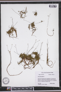 Utricularia gibba image