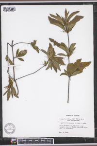 Ruellia caroliniensis image