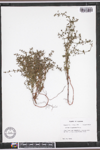 Galium hispidulum image