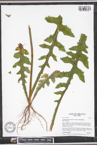 Lactuca hirsuta var. hirsuta image