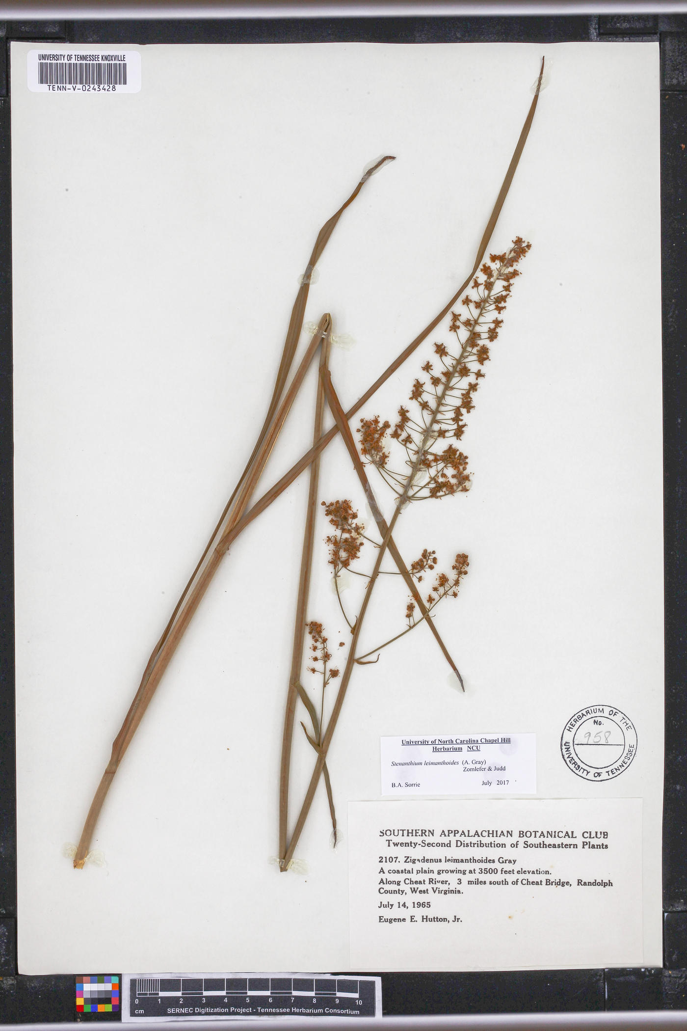 Stenanthium densum image