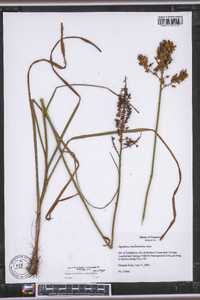 Stenanthium tennesseense image