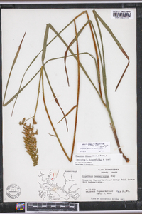 Stenanthium tennesseense image