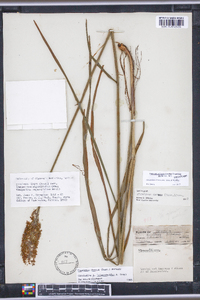 Stenanthium tennesseense image