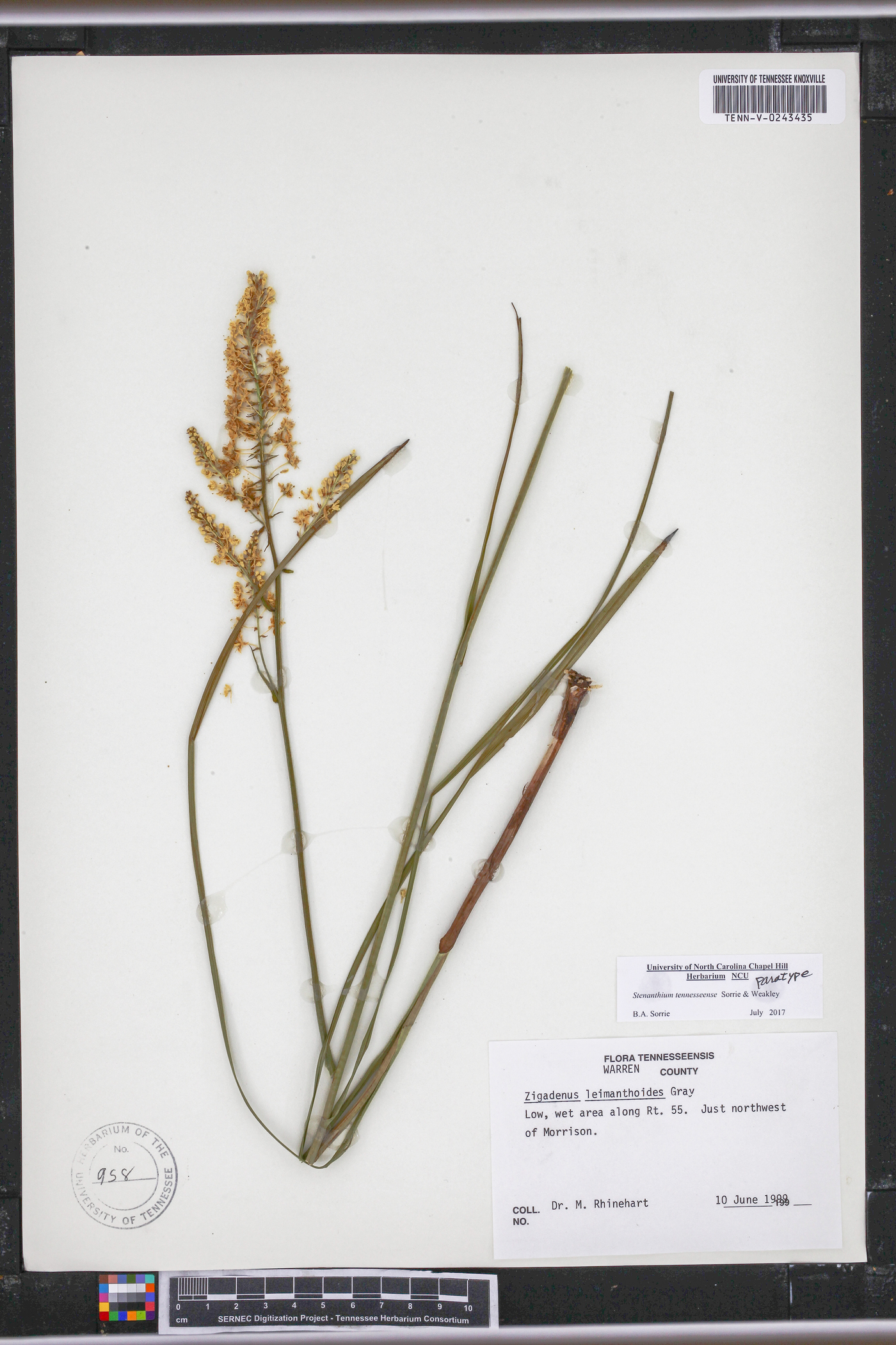Stenanthium tennesseense image