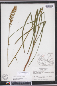 Stenanthium tennesseense image