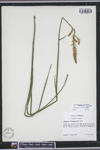 Stenanthium tennesseense image