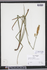 Stenanthium tennesseense image