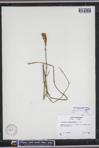 Stenanthium tennesseense image