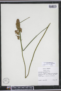 Stenanthium tennesseense image