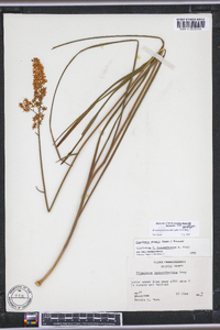 Stenanthium tennesseense image