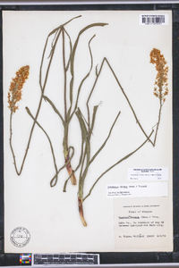 Stenanthium densum image