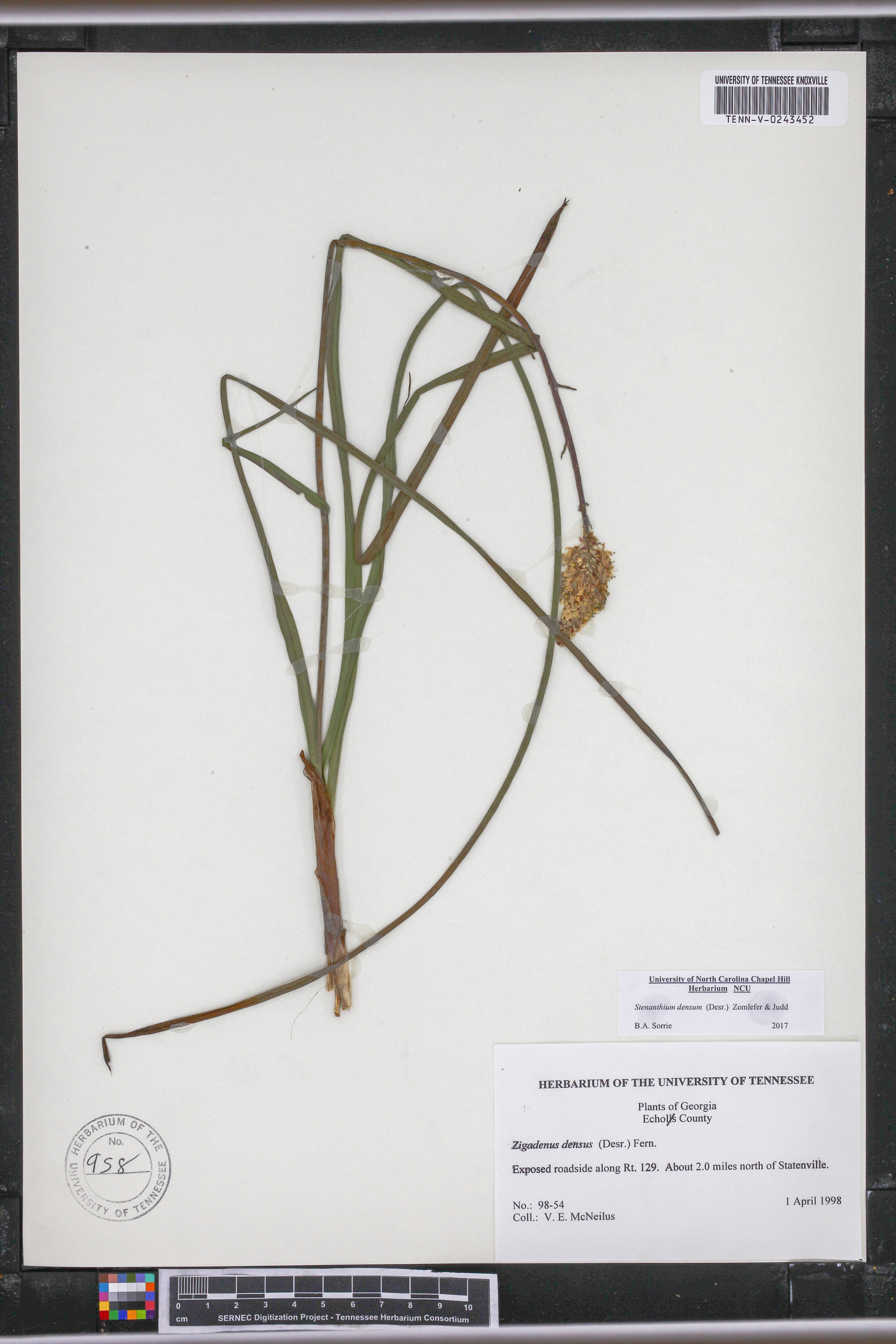 Stenanthium densum image
