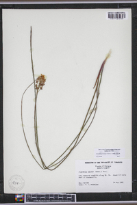 Stenanthium densum image