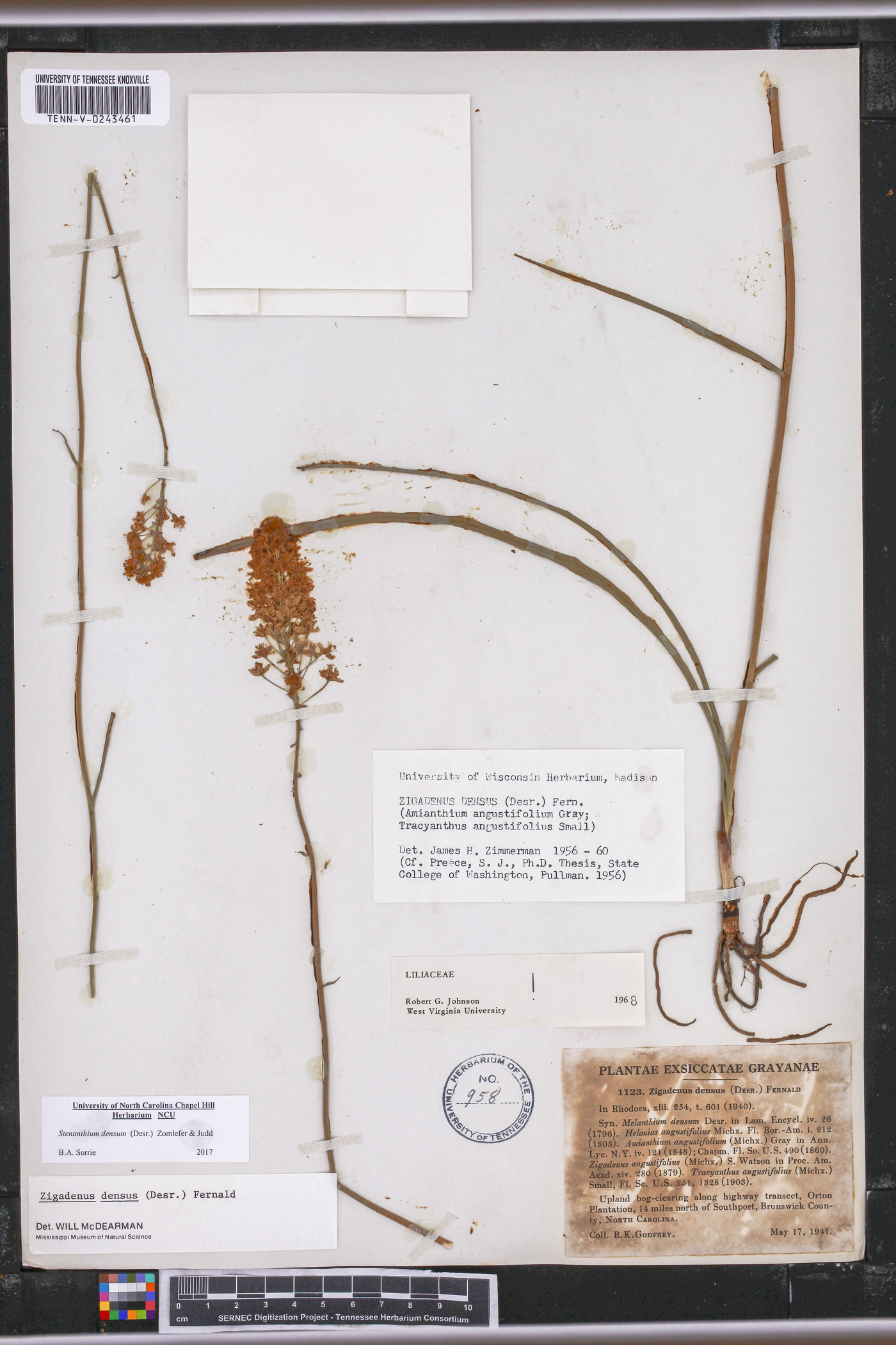 Stenanthium densum image