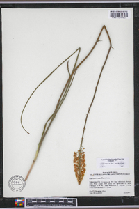 Stenanthium densum image