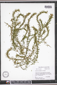 Hydrilla verticillata image