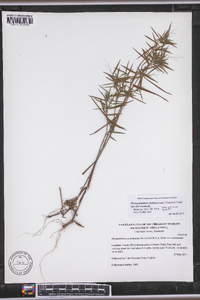 Dichanthelium dichotomum var. dichotomum image